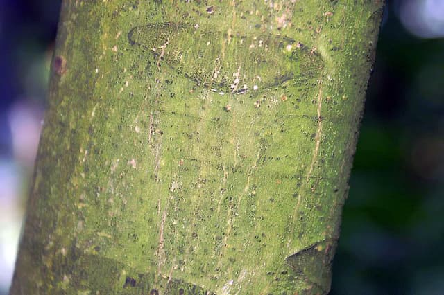 Crabwood wood inventory reference